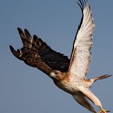 10SB2571 Red-tailed Hawk